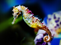 Seahorse Facts And Pictures