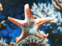 Starfish Facts And Pictures