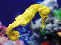 What Do Seahorses Eat?