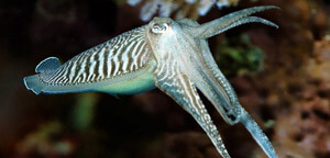 Zebra Cuttlefish
