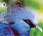 Victoria Crowned Pigeon