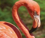 Information About Flamingos