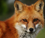 Facts about Foxes