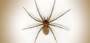 Brown Recluse Spider