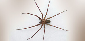 Brown Recluse Spider View