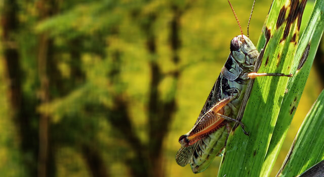 Grasshopper Is Eating Grass