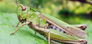 Grasshopper Insect