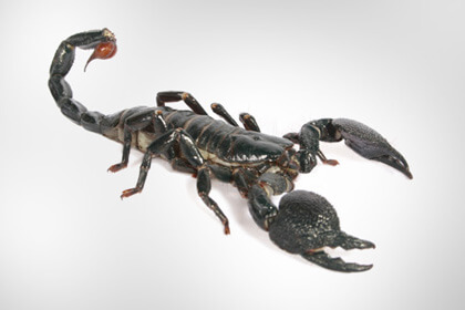 Scorpion Black Color