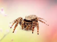 Spiders Facts And Pictures