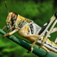 What Do Grasshoppers Eat?