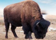 American Bison or American Buffalo