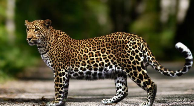 Anatolian Leopard