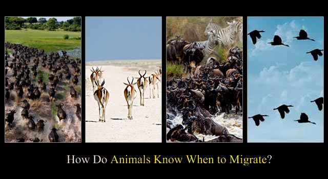 How Do Animals Know When to Migrate?