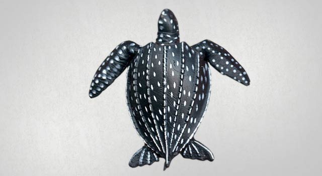 Atlantic Leatherback Turtle