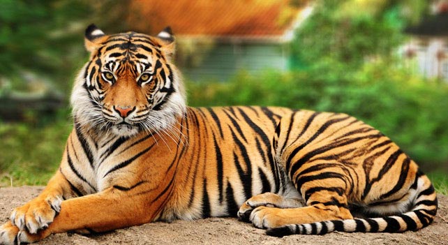 Siberian Tiger vs Bengal Tiger: What's the Difference? - A-Z Animals