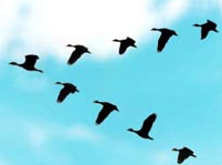 List of Birds That Fly in V Formation