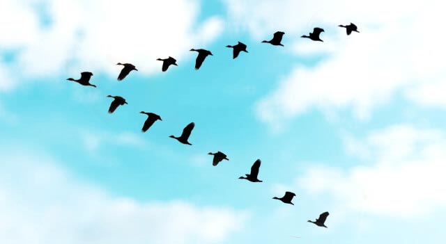 List of Birds That Fly in V Formation
