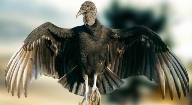 Top 10 Largest Wingspans Birds In The World