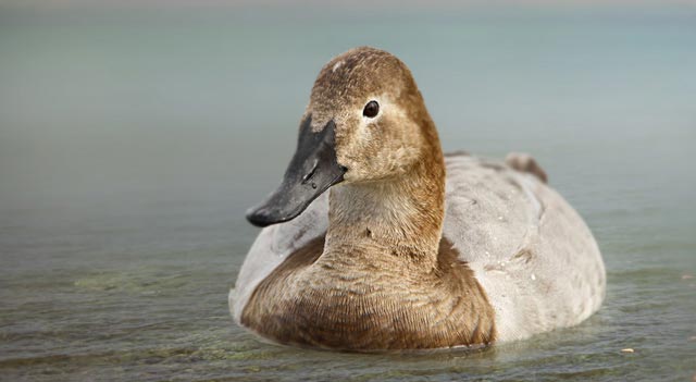 Canvasback Duck