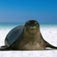 Caribbean Monk Seal