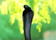 Cobra de Capelo