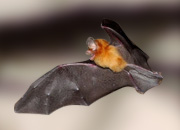 Cuban Greater Funnel-Eared Bat