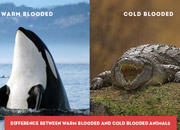 Difference Between Warm Blooded and Cold Blooded Animals
