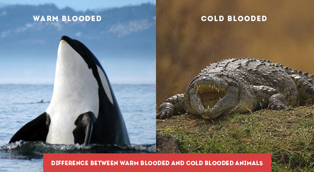 Difference Between Warm Blooded and Cold Blooded Animals