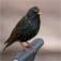 European starling