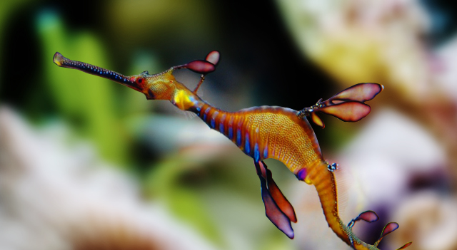 Facts About Leafy Sea Dragon A Wonderful Sea Creature