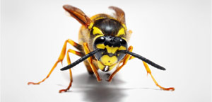 Animals with Blue-Colored Blood - German Wasp