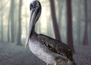 Grey pelican