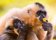 Hainan Black Crested Gibbon