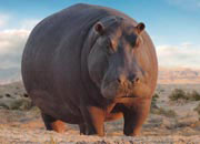 Hippopotamus