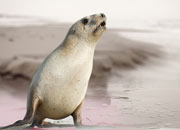 Hooker’s Sea Lion Seal