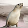  Hookers Sea Lion Seal
