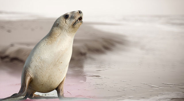  Hookers Sea Lion Seal