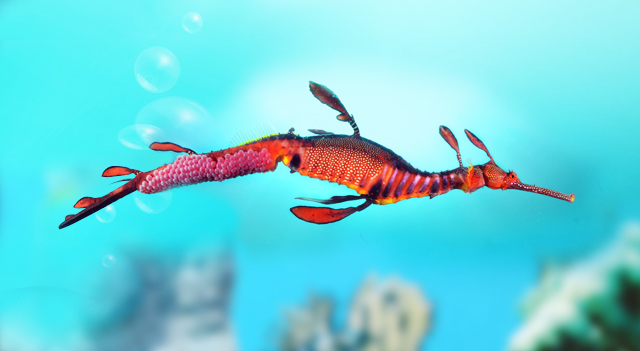 Facts About Leafy Sea Dragon A Wonderful Sea Creature