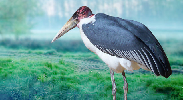 Marabou stork’s