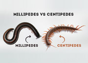 Millipedes Vs Centipedes
