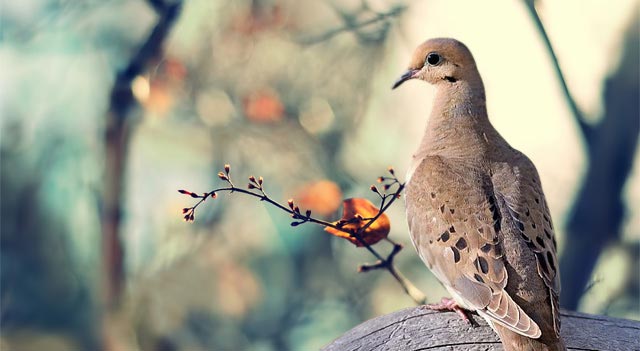 Mourning Dove