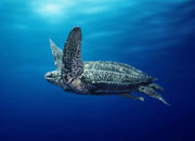 Pacific Leatherback Turtle