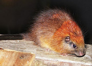 Red Crested Tree Rat
