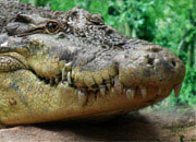 Saltwater Crocodile