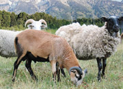 Sheep Vs Goat