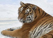 Siberian Tiger