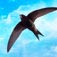 Spine Tailed Swift