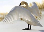 Trumpeter Swans