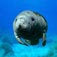 West Indian Manatee