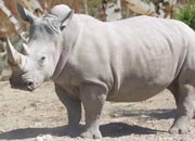 White Rhinoceros